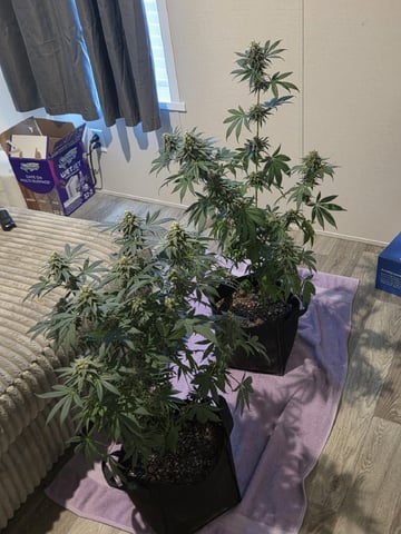 Bruce Banner #4  — flower, day 109