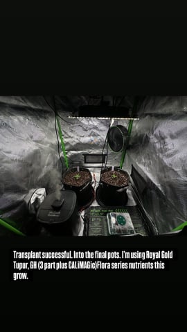 Ztrawberriez (Auto) 2026 - 1 — vegetative, day 16