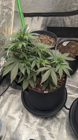 Mixed Grow — grow_setup, day 29
