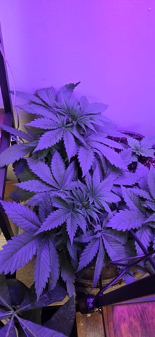 First GROE — grow_setup, day 1