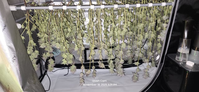 Prepare the clones! — harvest, day 81