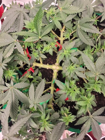 chemdog  — vegetative, day 29