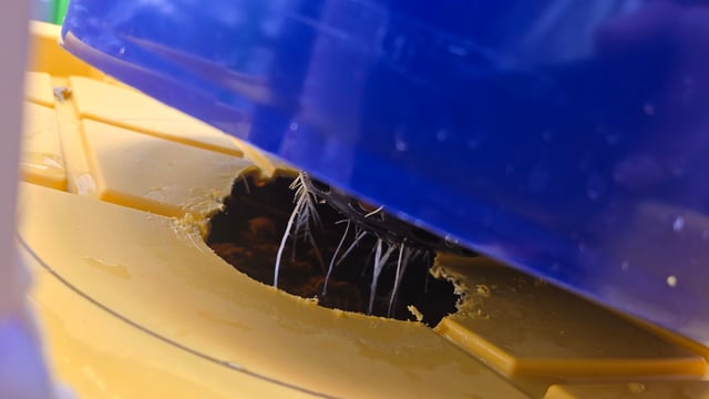 Fastbuds Autoflower Run — vegetative, day 29