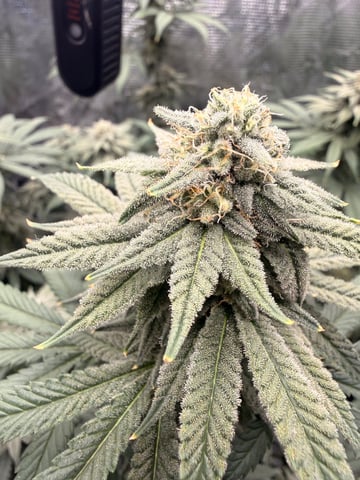 BloodMoon Gelato — flower, day 94