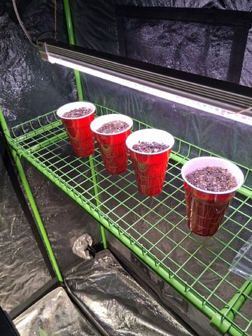 S&D  First Grow — seedling_rooting, day 3