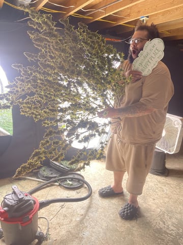 Gorilla Cookies Auto (42 FastBuds) — harvest, day 112