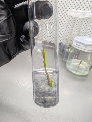 Plant in a test tube — seedling_rooting, day 35