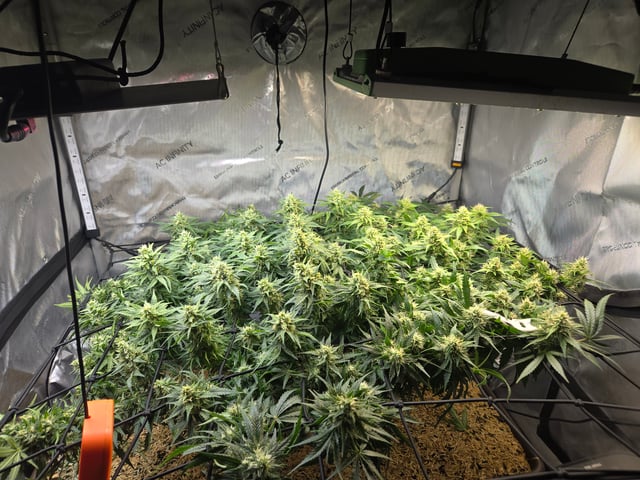 White rhino — flower, day 81