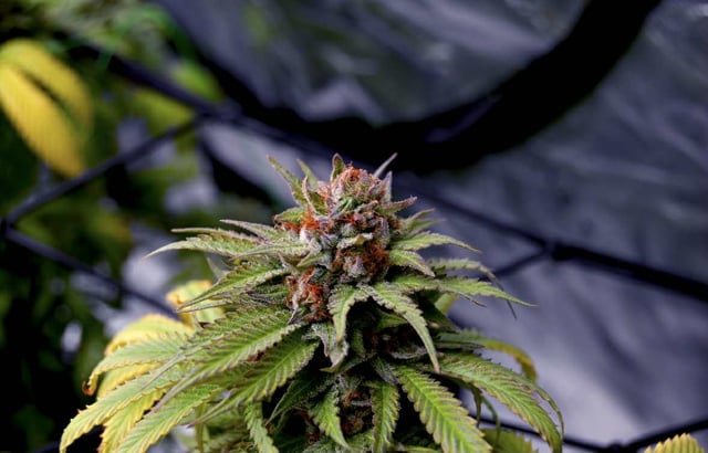 Attack Of The Clones — flower, day 80