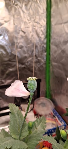 blueberry funk — flower, day 175