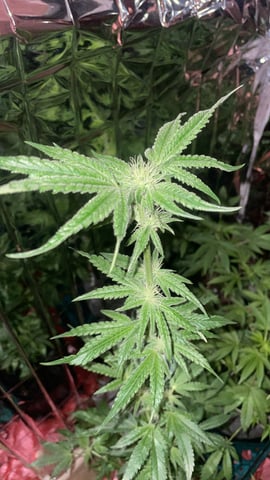 white runtz first grow 