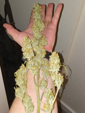   and one L.a kush cake . — flower, day 123