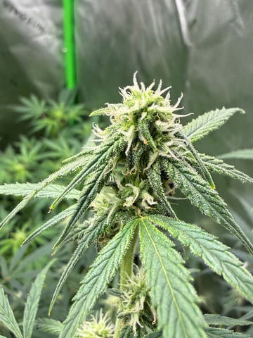 Bruce Banner (Auto) — flower, day 47