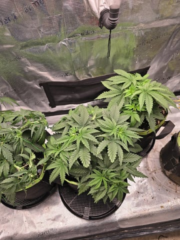 1 Blue Zushi x Venom & 1 Jack Here x Strawberry Cookies OG — vegetative, day 31