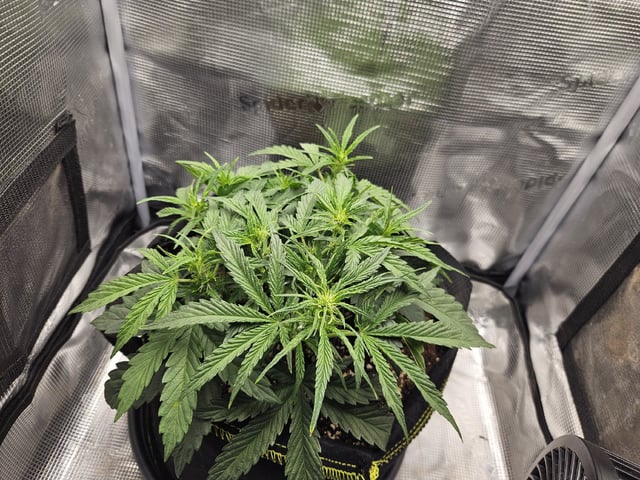 A chill grow in the small tent — flower, day 36