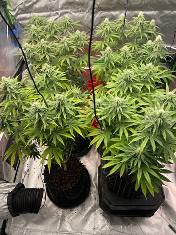 Phx_Freedom — flower, day 147