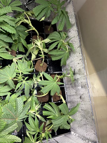 Mother Plants — seedling_rooting, day 6