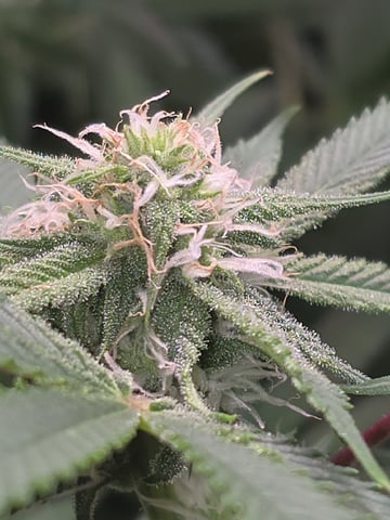 Blue Dream Feminized  — flower, day 125