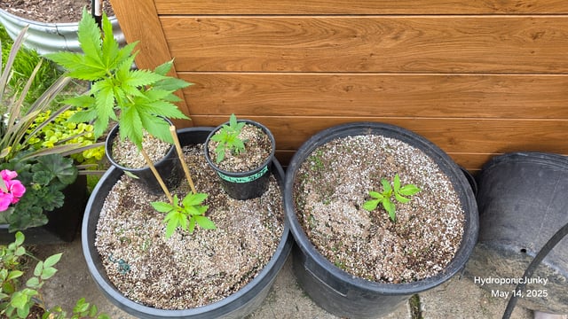 Canadian Summer Outdoor — vegetative, day 1