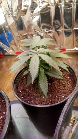 Jack hearer/Jack the ripper? — vegetative, day 52