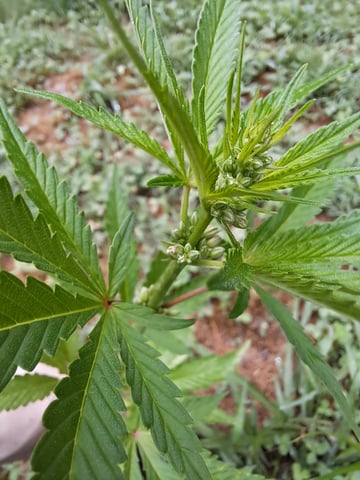 Bucket List Grow #2 — flower, day 58