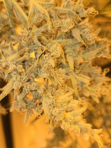 Autos AGAIN — flower, day 86