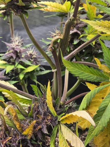 second grow — flower, day 61