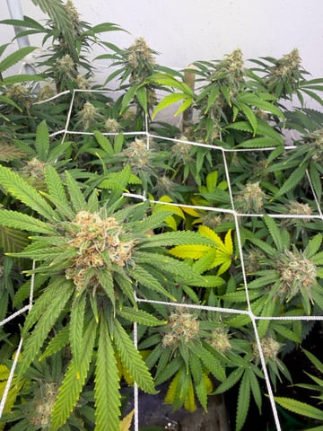 Indoor Grow  — flower, day 187