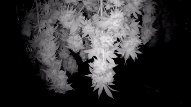 new bee's  — vegetative, day 54