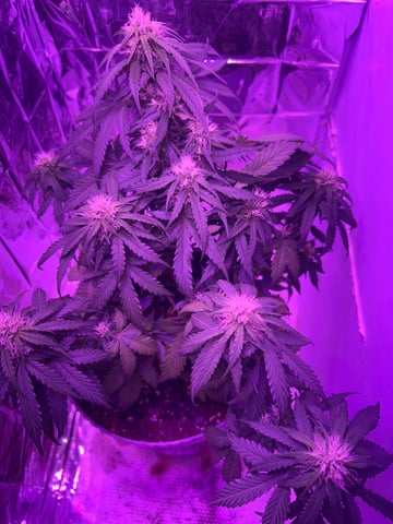 2nd grow — seedling_rooting, day 46