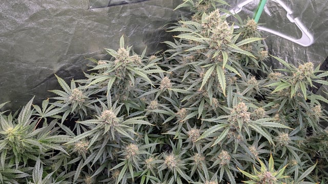 Strawberry Cheesecake Seedsman Seeds Autoflowers x2 — flower, day 83