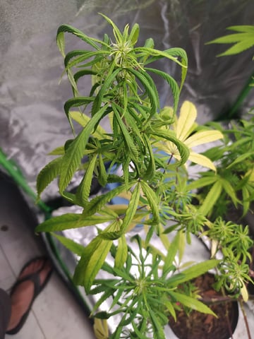 Pren seeds from brazil — flower, day 1