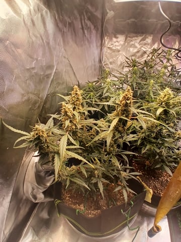 5 — flower, day 37