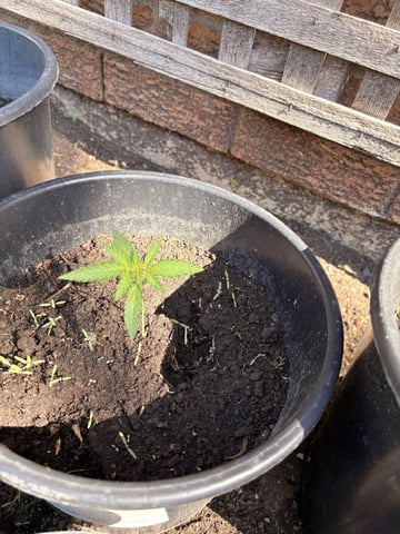 Muliflex — vegetative, day 28