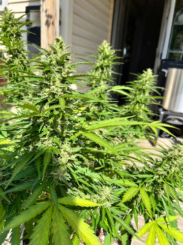 Keepers OG Auto — auto, day 19