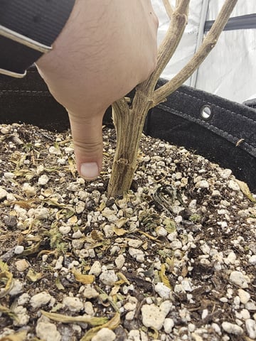 perfect circle/ cherrymac1 X candyland cross  — flower, day 59