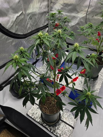 Homegrown - 🍒 🥧 & GSC Auto, 🚀 Seeds 🍌 Buttercups  — flower, day 46