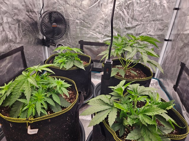 Double Trouble  — vegetative, day 26