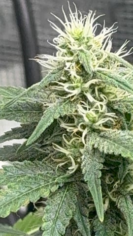 Auto Flower — flower, day 74