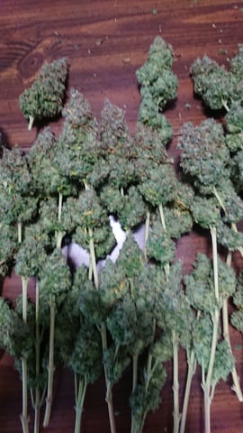 Closet grow  — harvest, day 111