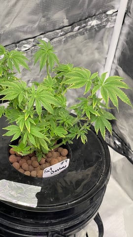 1st Ever Grow (Fat Bastard)(RDWC)  — vegetative, day 65