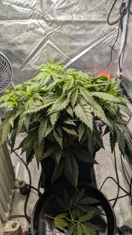 Grow 2 — germination, day 38