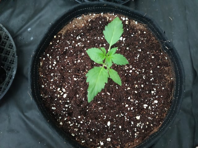 Strawberry Gorilla Auto  — grow_setup, day 1
