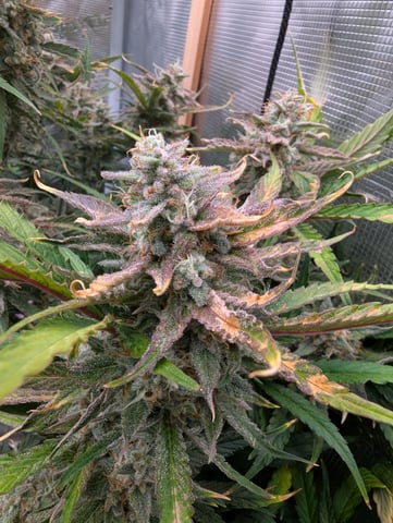 Boogie Brew Basic — flower, day 97