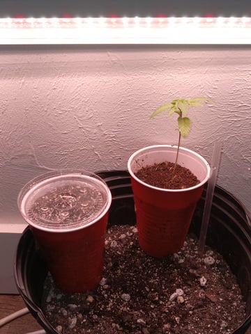 closet grow for veg with a.c infinity air intake fan .With no carbon filter just suction,and spider farmer sf 7000.Then a spider farmer sf tent 4×4×6.5with a G1500 l.e.d from spiderfarmer and spider farmer 6inch clip oscalating fan. — vegetative, day 6