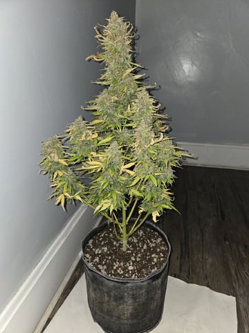 StrawZ (autoflower) — flower, day 99