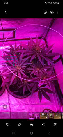 BLACKCHERRY SHERB — vegetative, day 14