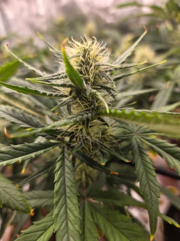 Experiment Time — flower, day 60