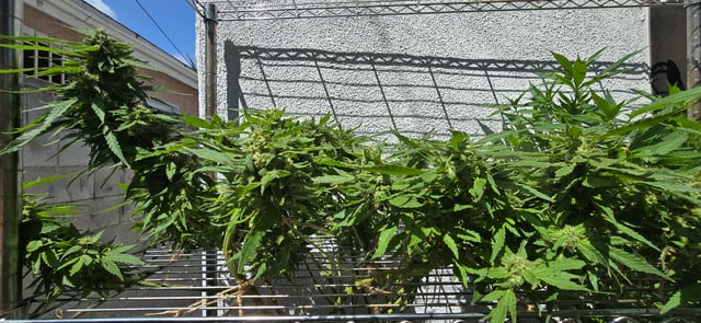 Mystery Weed Plant — flower, day 146