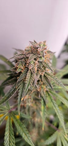 frozen biscotti — grow_setup, day 73